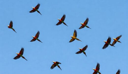 【第一文型：文法】